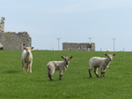 FZ004612 Three little lambs.jpg